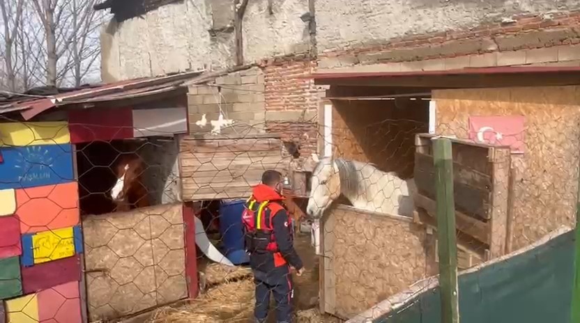 Taşkında mahsur kalan atlar için botlarla seferberlik
