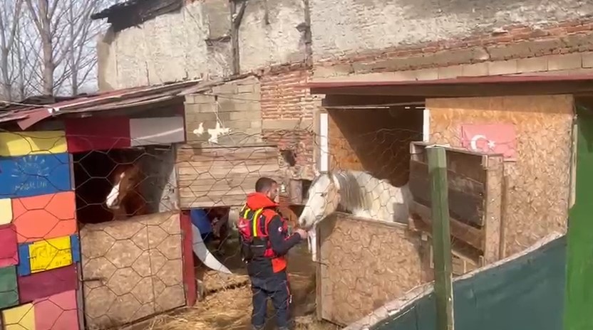 Taşkında mahsur kalan atlar için botlarla seferberlik
