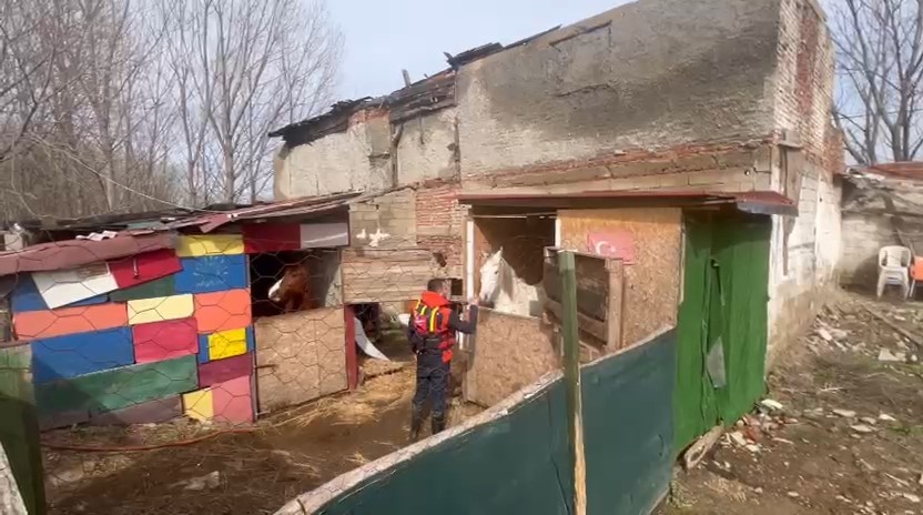 Taşkında mahsur kalan atlar için botlarla seferberlik
