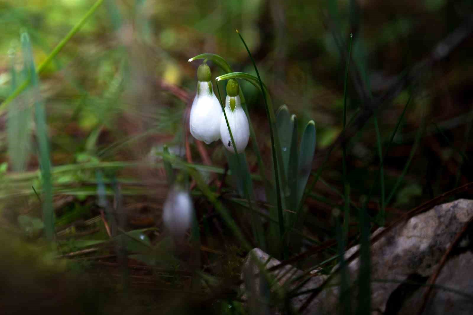 Taşkınlara neden olan yağmurlar kuruyan şelaleyi canlandırdı
