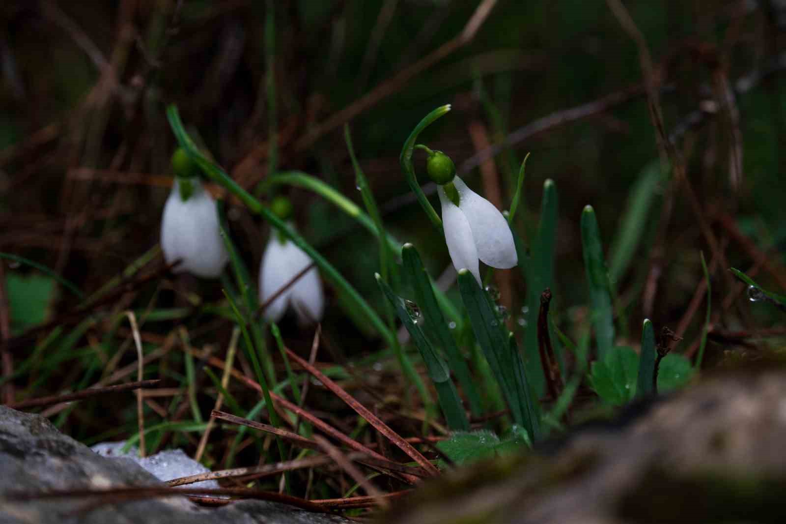Taşkınlara neden olan yağmurlar kuruyan şelaleyi canlandırdı
