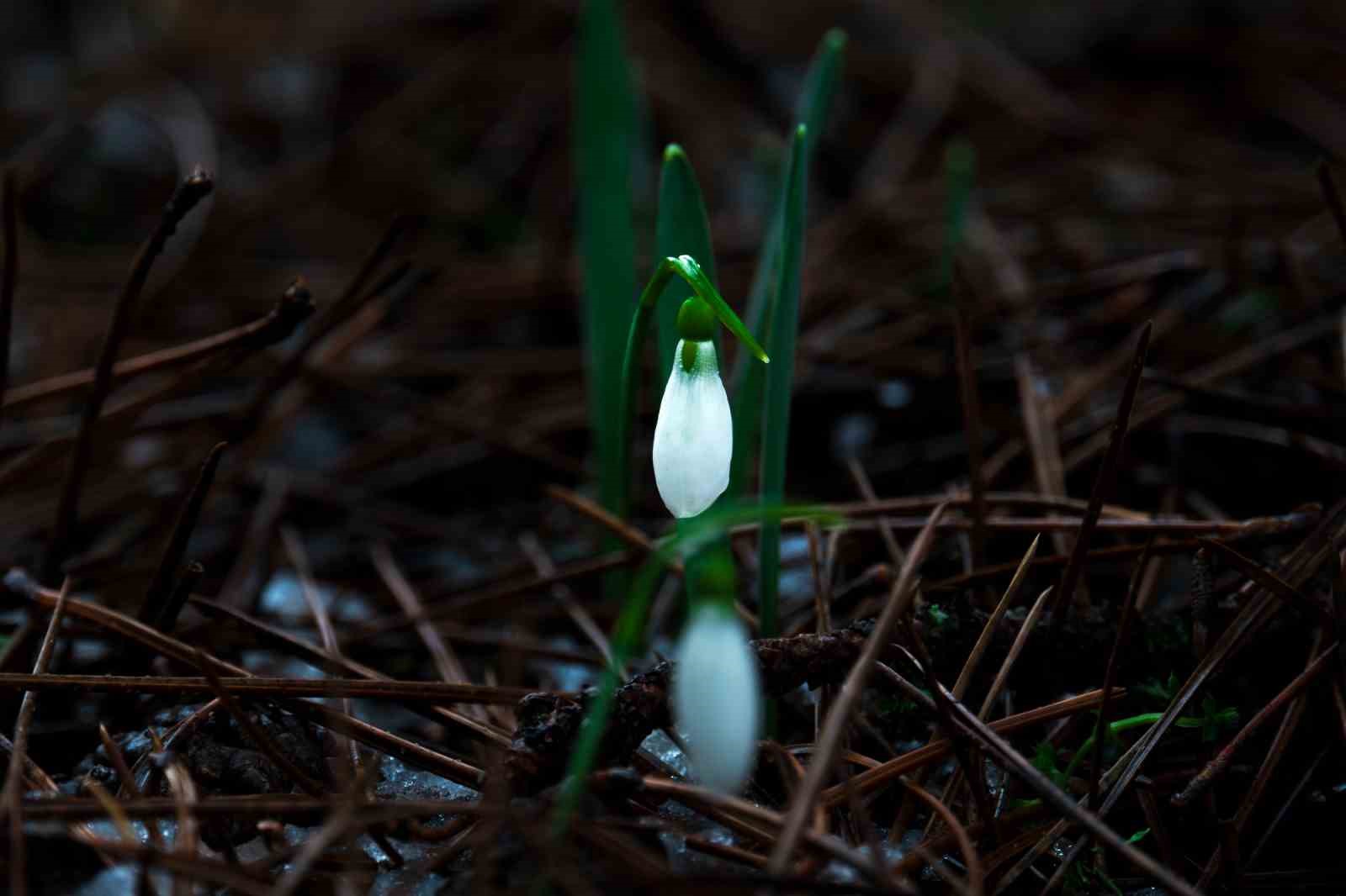 Taşkınlara neden olan yağmurlar kuruyan şelaleyi canlandırdı
