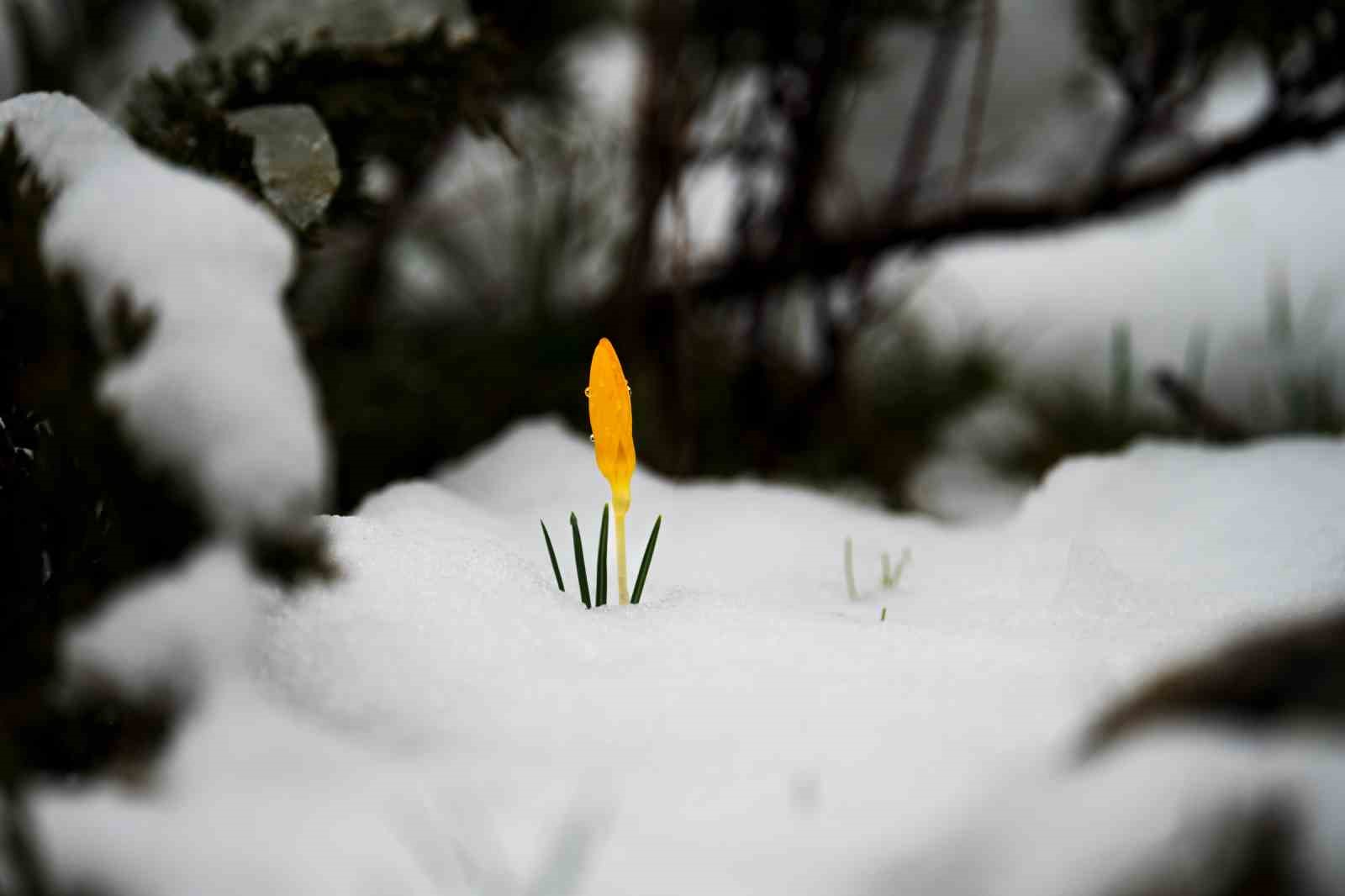 Taşkınlara neden olan yağmurlar kuruyan şelaleyi canlandırdı
