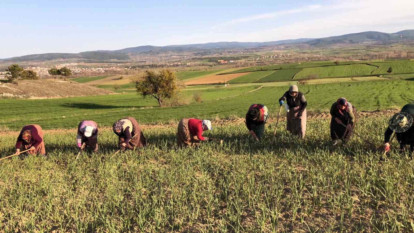 Taşköprü sarımsağı tarlalarındaki zararlı otları tek tek topluyorlar
