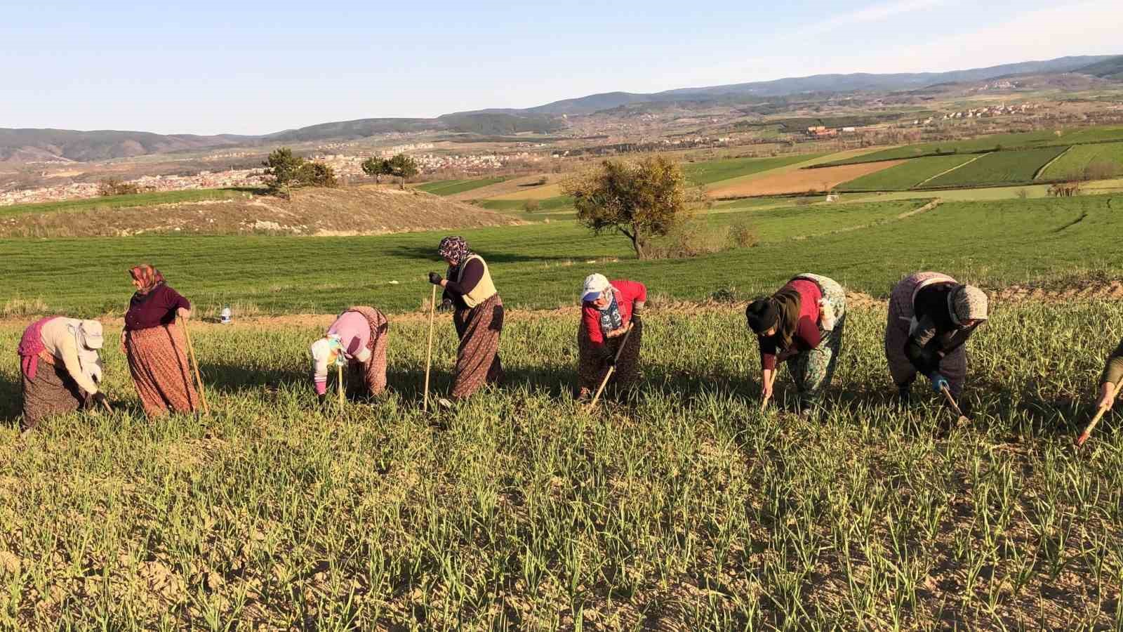 Taşköprü sarımsağı tarlalarındaki zararlı otları tek tek topluyorlar
