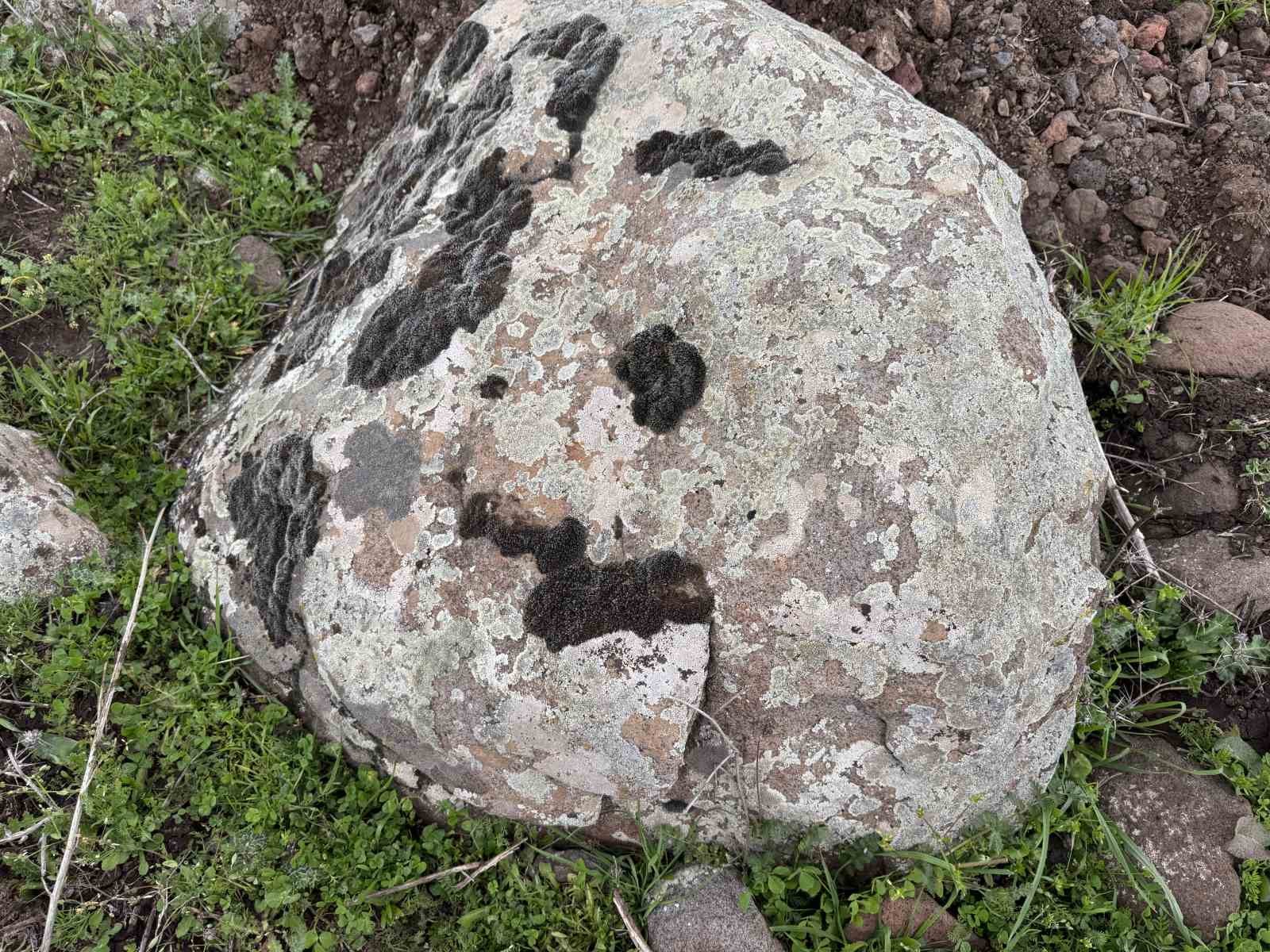 Taşların üzerindeki yosunları kına gibi kullanıyorlar
