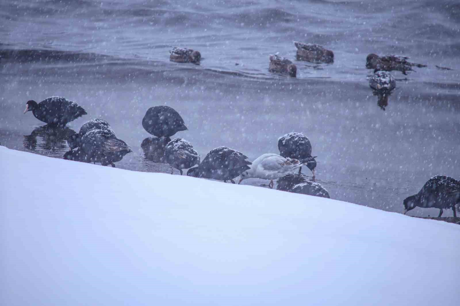 Tatvan’a kış ortasında kuş akını
