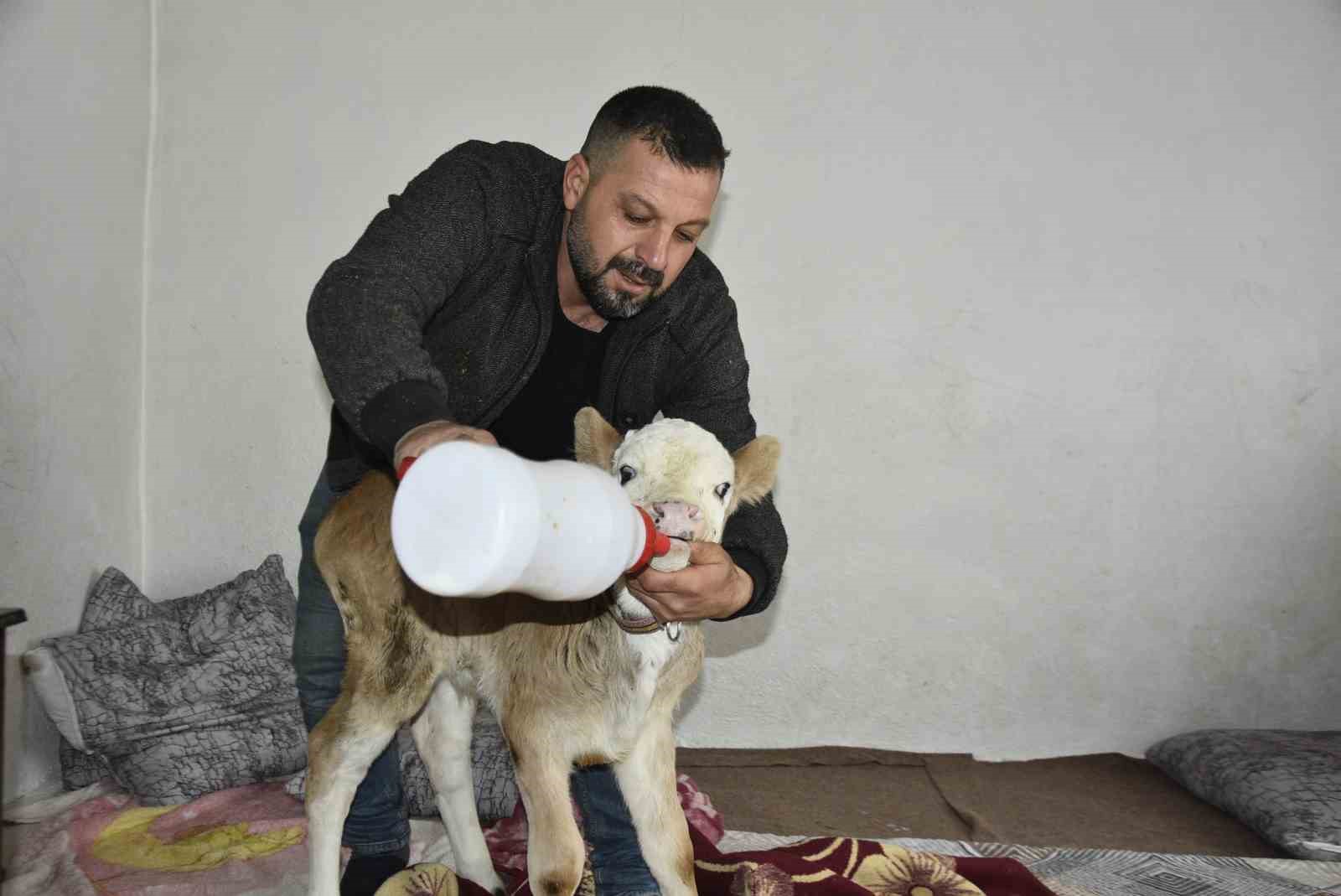 Tatvan’da hasta buzağıya evde özel bakım
