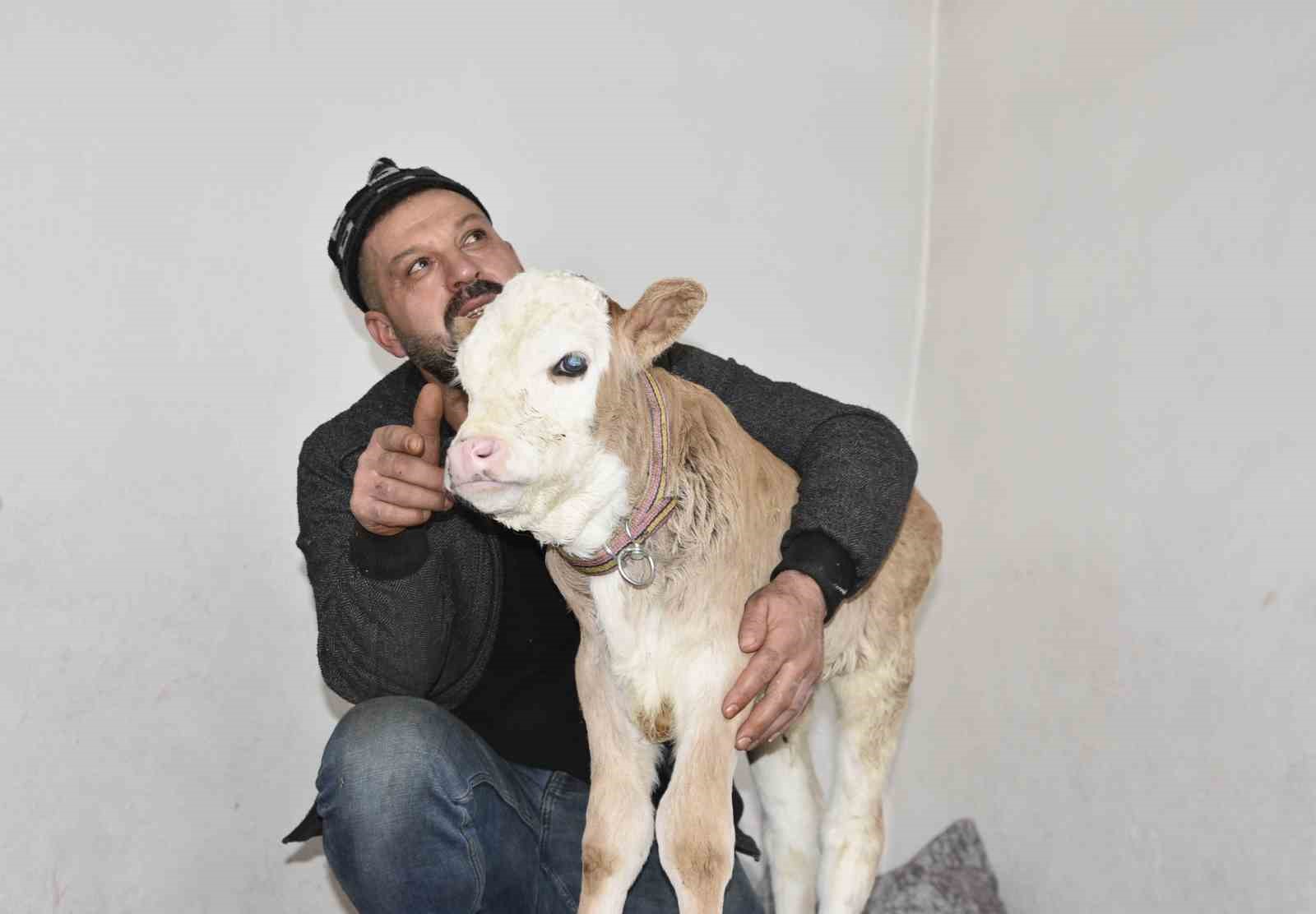 Tatvan’da hasta buzağıya evde özel bakım
