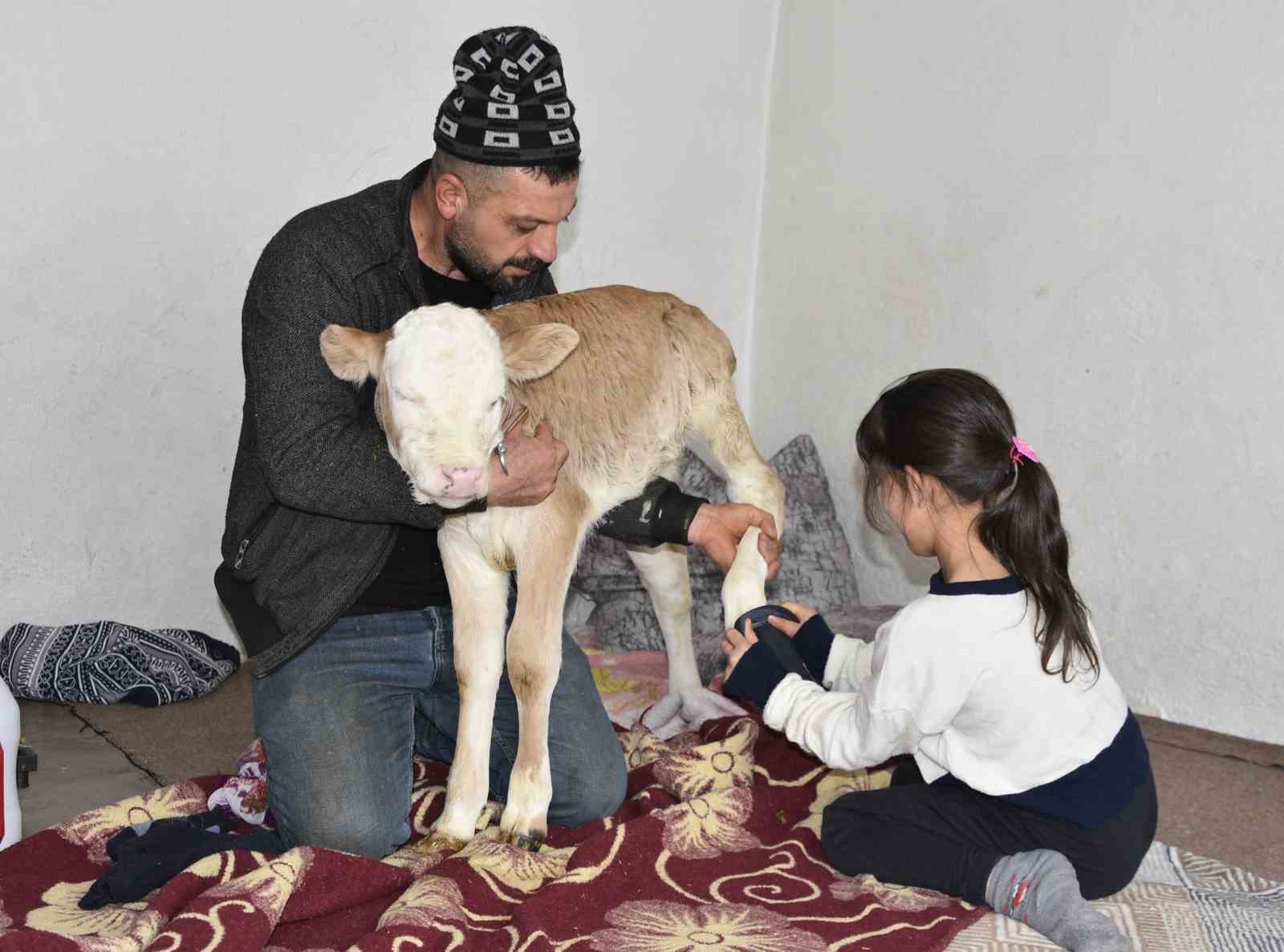 Tatvan’da hasta buzağıya evde özel bakım
