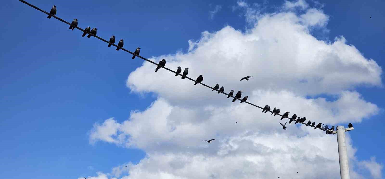 Tatvan’da sıralanan kuşlardan güzel görüntüler
