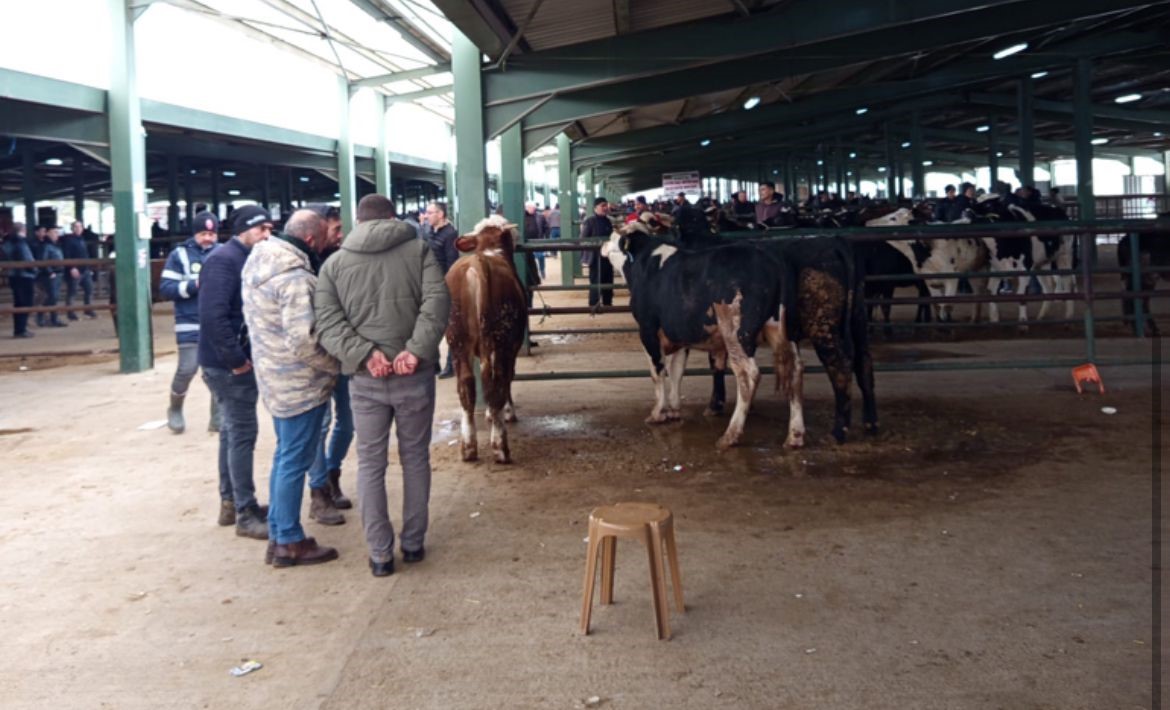Tavşanlı hayvan pazasında Kurban Bayramı öncesi hareketlilik erken başladı
