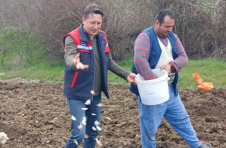 Tavşanlı ’Köprücek Sarımsağı’ artık çiftçilere ciddi gelir sağlıyor
