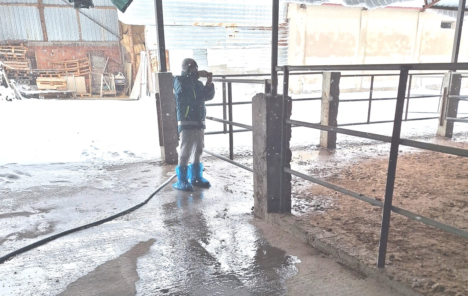 Tavşanlı’da hayvancılık işletmelerine yönelik besilik hayvan kapasite tespit çalışması
