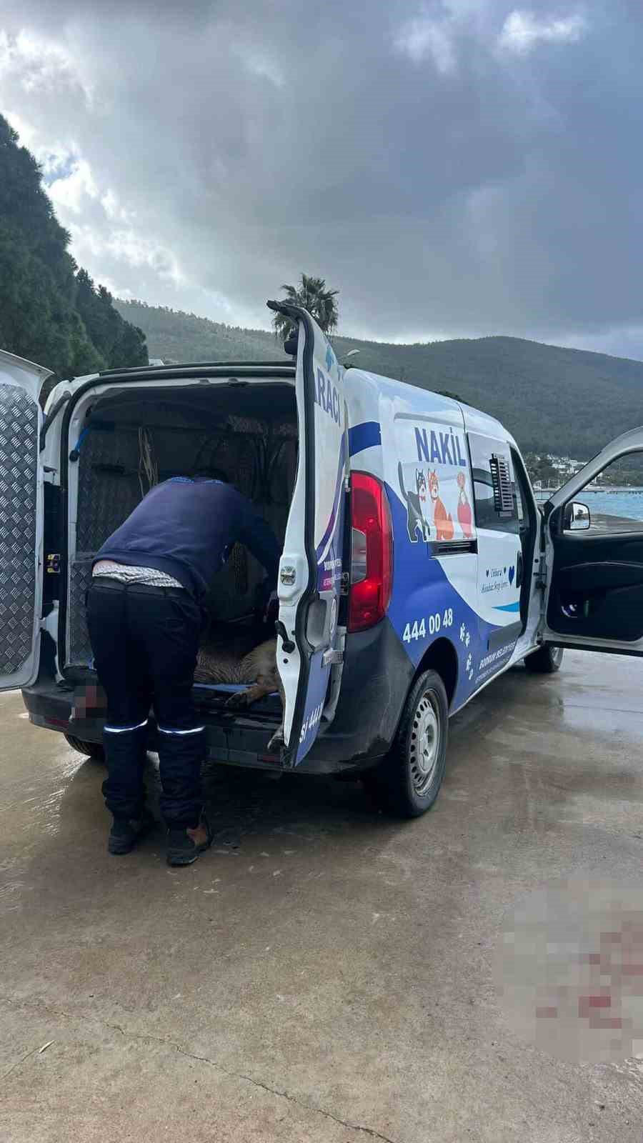 Tavuklarını yiyen köpekleri öldürünce tutuklandı
