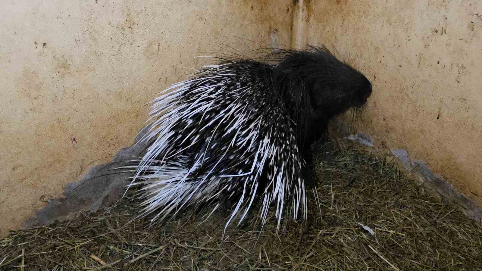 Tedavi edilen yaban kuşları özgürlüğe kanat çırpmaya hazır
