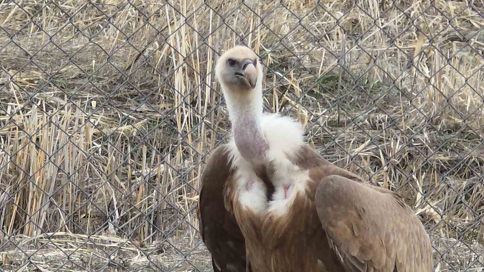 Tedavi edilen yaban kuşları özgürlüğe kanat çırpmaya hazır
