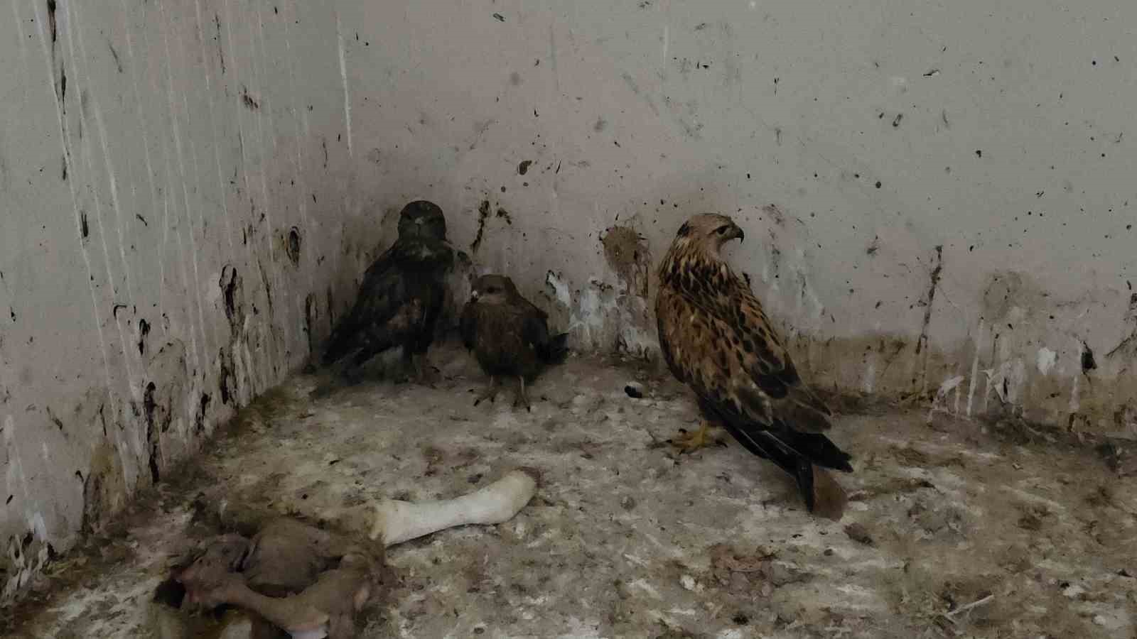 Tedavi edilen yaban kuşları özgürlüğe kanat çırpmaya hazır
