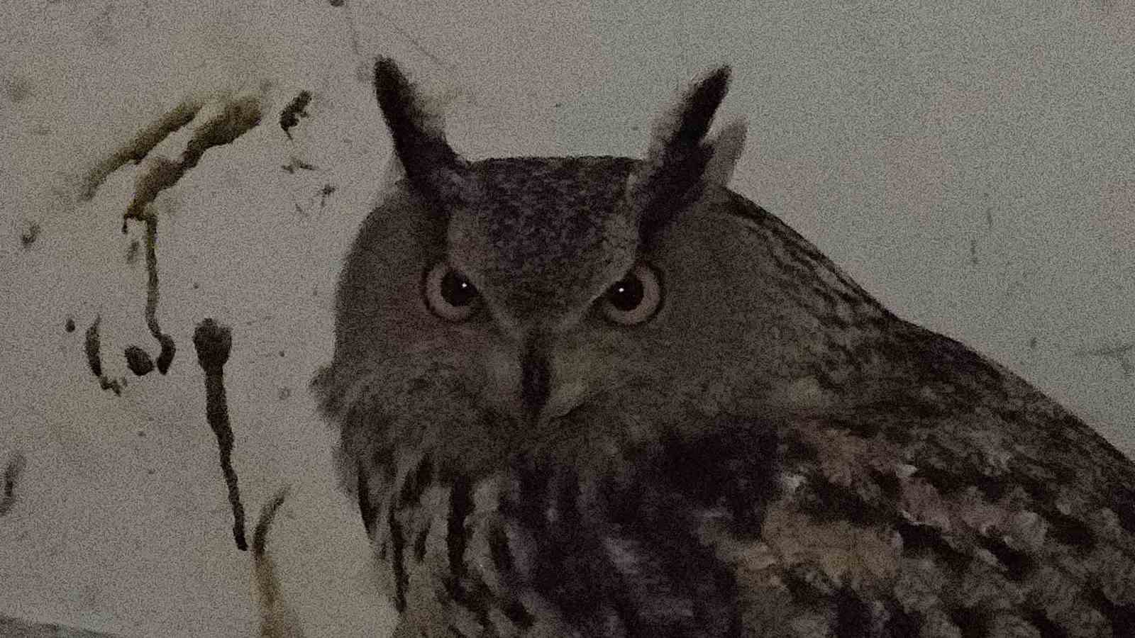 Tedavi edilen yaban kuşları özgürlüğe kanat çırpmaya hazır
