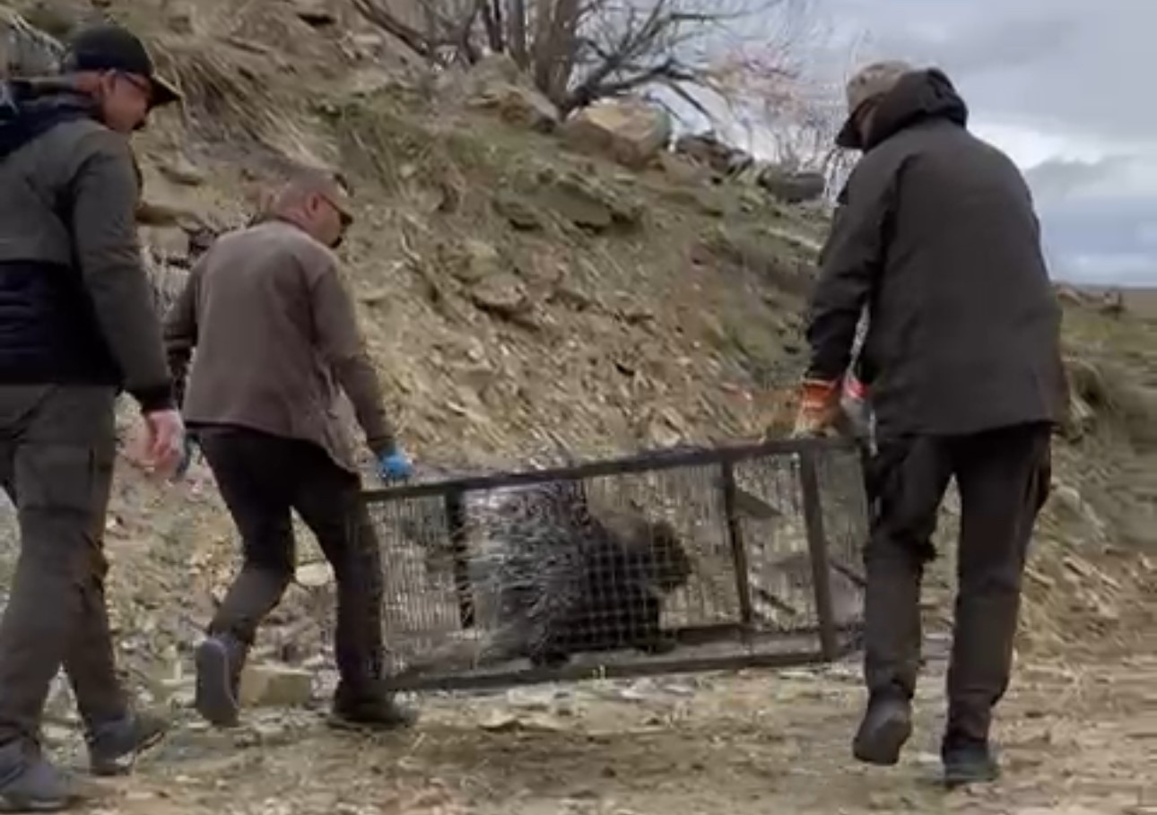 Tedavisi tamamlanan oklu kirpi doğaya salındı
