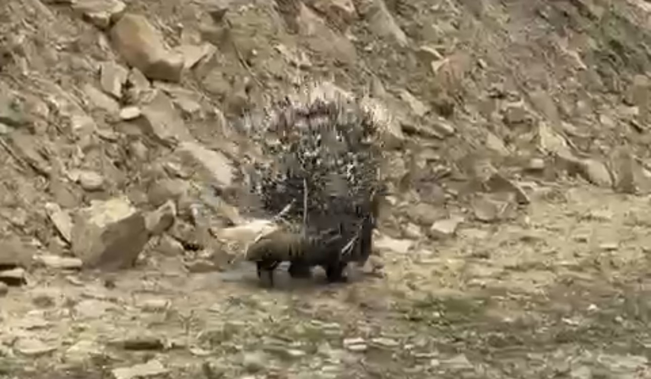 Tedavisi tamamlanan oklu kirpi doğaya salındı
