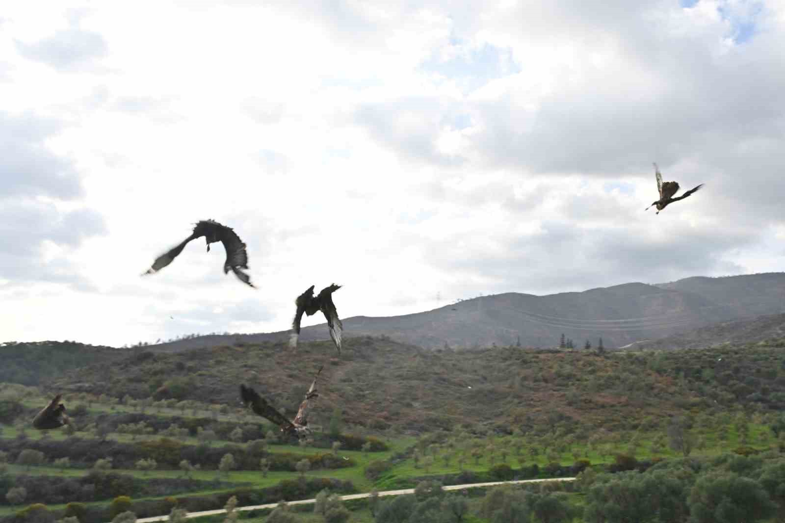 Tedavisi tamamlanan yırtıcı kuşlar özgürlüğe kanat çırptılar
