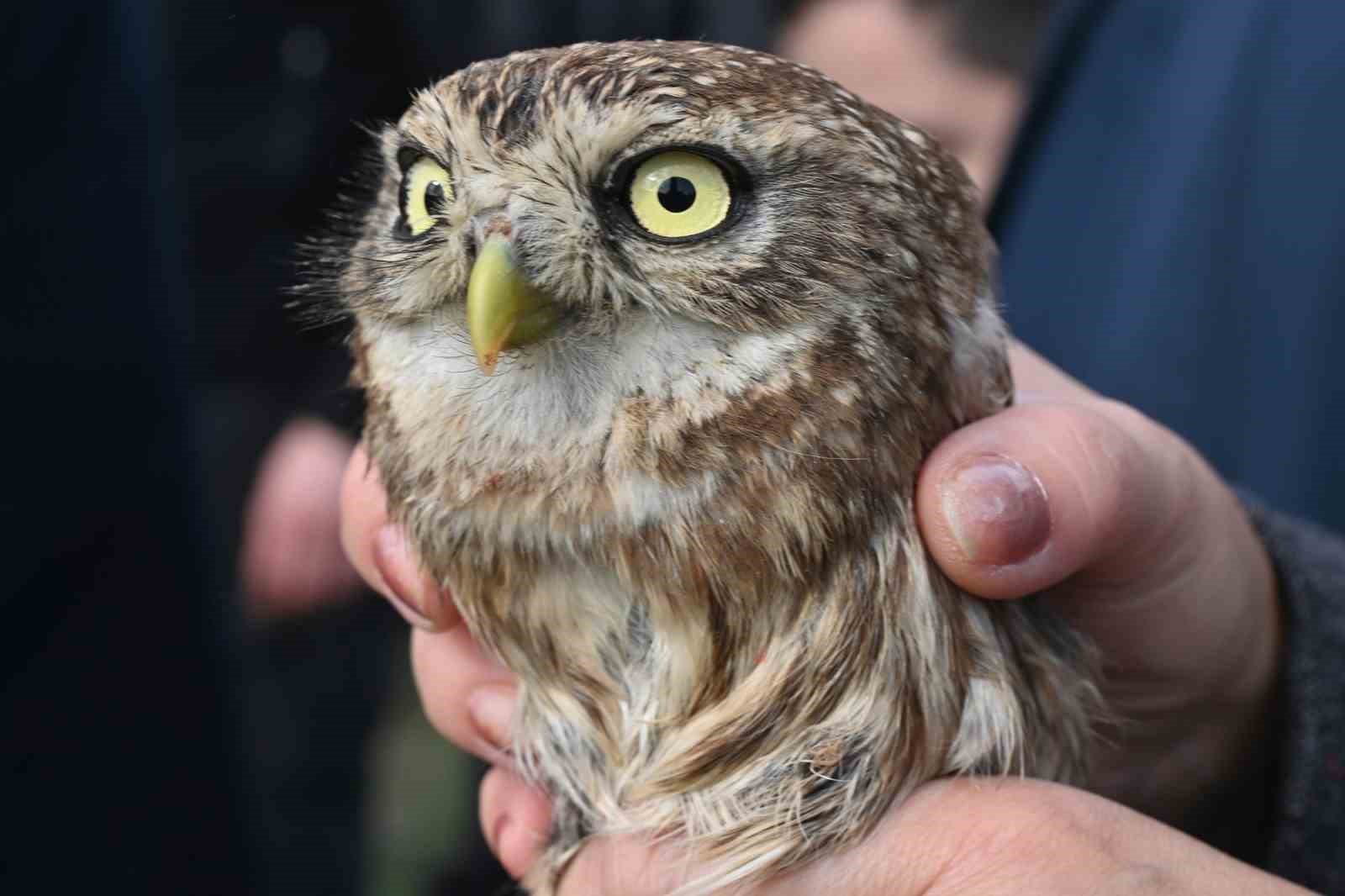 Tedavisi tamamlanan yırtıcı kuşlar özgürlüğe kanat çırptılar
