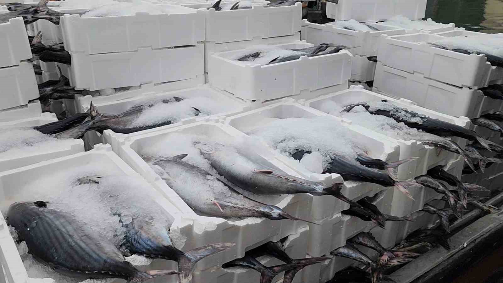 Tekirdağ açıklarında torik bereketi
