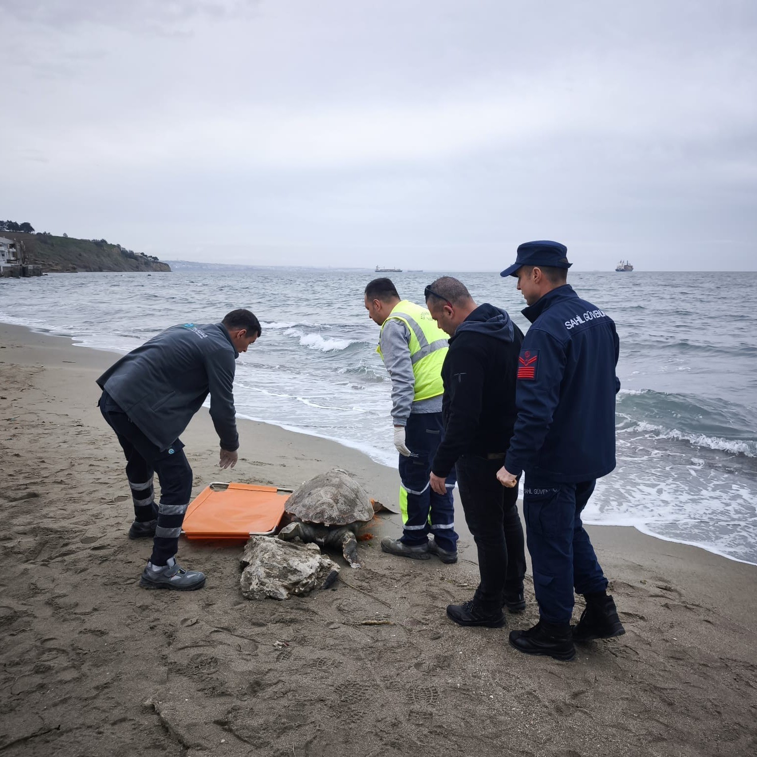 Tekirdağ sahiline ölü caretta caretta vurdu
