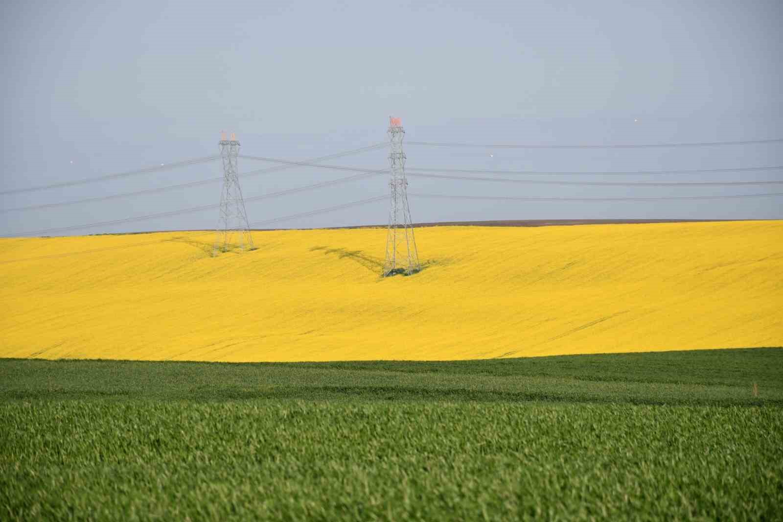 Tekirdağ sarıya büründü: Kanola tarlaları kartpostallık manzaralar oluşturdu
