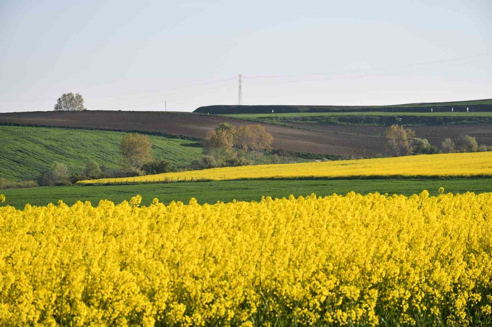 Tekirdağ sarıya büründü: Kanola tarlaları kartpostallık manzaralar oluşturdu
