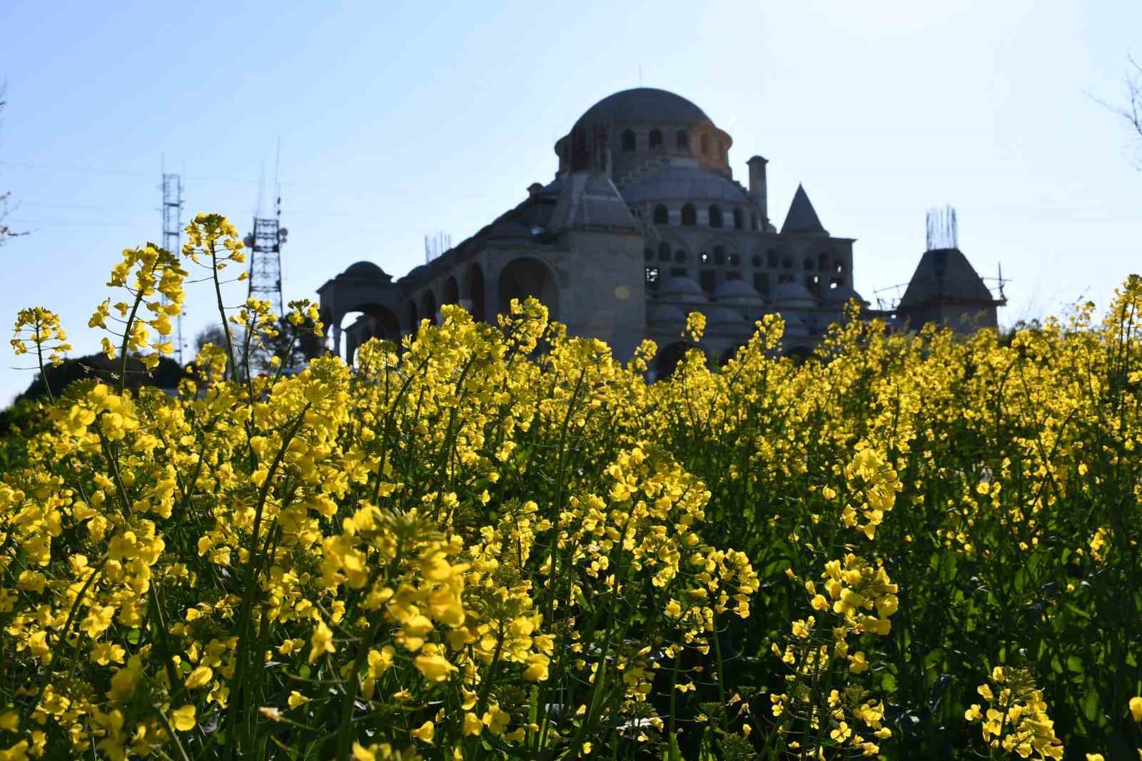 Tekirdağ sarıya büründü: Kanola tarlaları kartpostallık manzaralar oluşturdu
