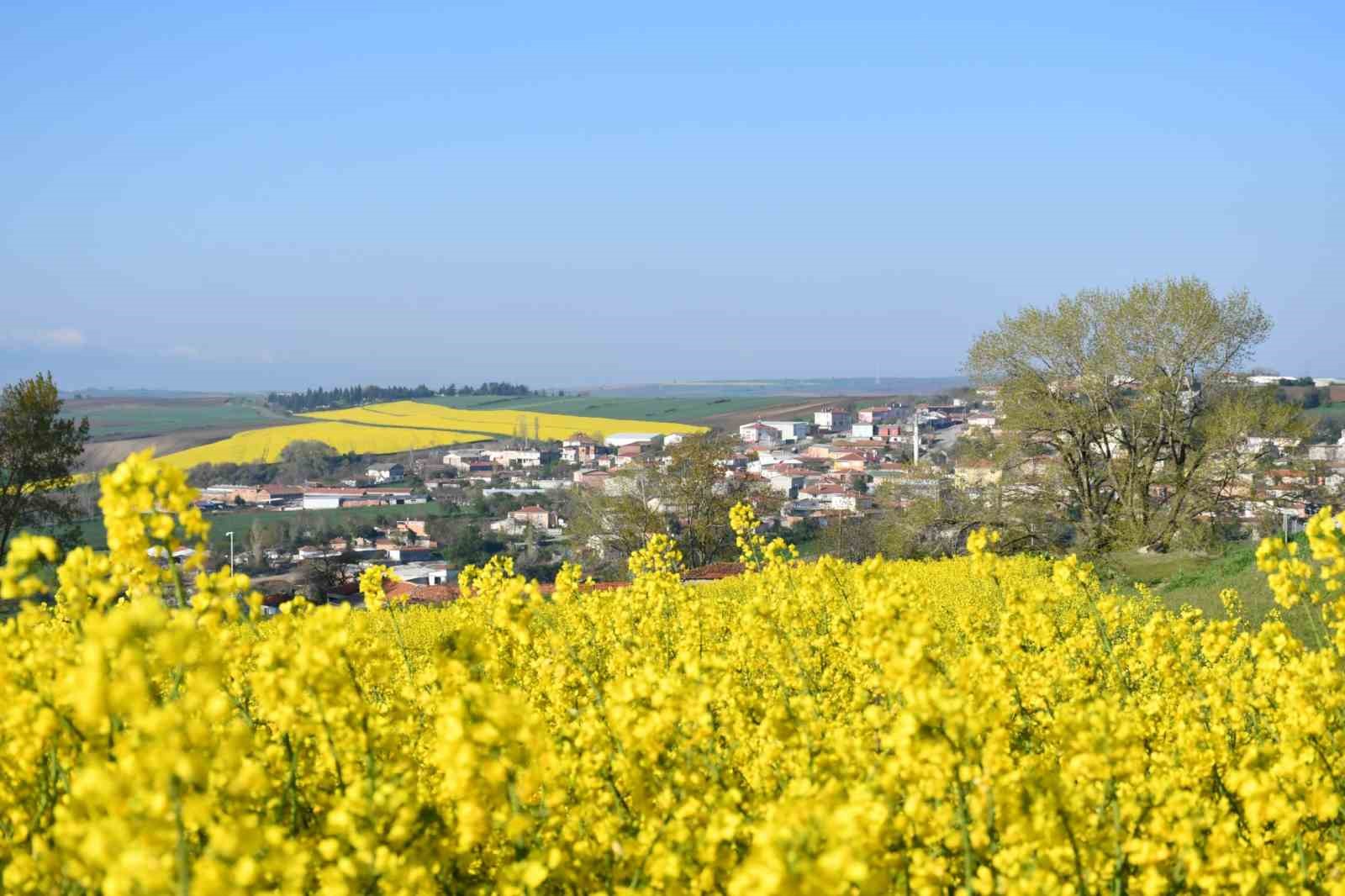 Tekirdağ sarıya büründü: Kanola tarlaları kartpostallık manzaralar oluşturdu
