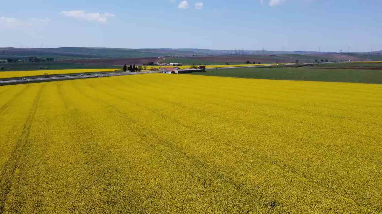 Tekirdağ sarıya büründü: Kanola tarlaları kartpostallık manzaralar oluşturdu
