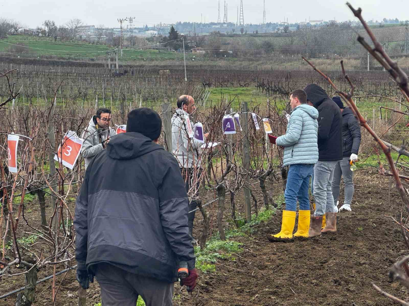 Tekirdağ’da  bağ budama yarışması
