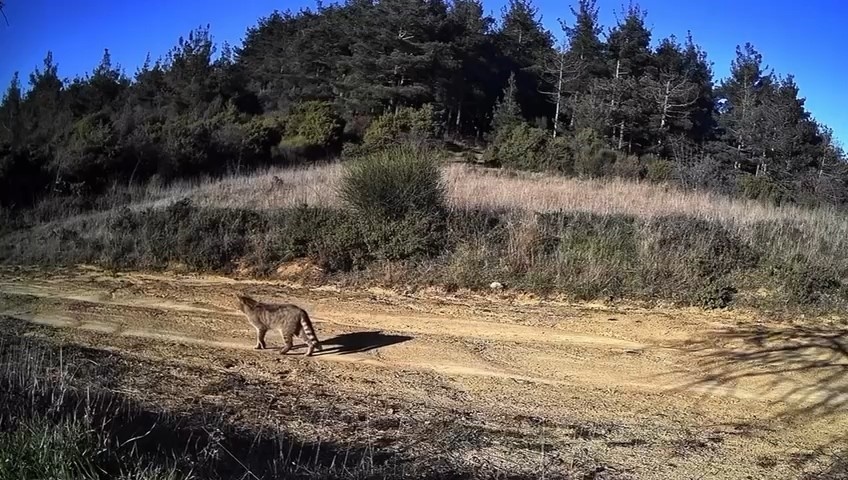 Tekirdağ’da doğanın hayaleti görüntülendi: Dağ Kedisi fotokapanda
