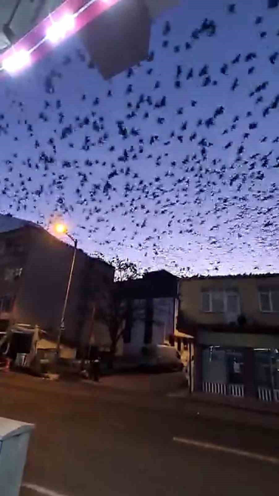 Tekirdağ’da gökyüzünü kaplayan kuşlar görsel şölen oluşturdu
