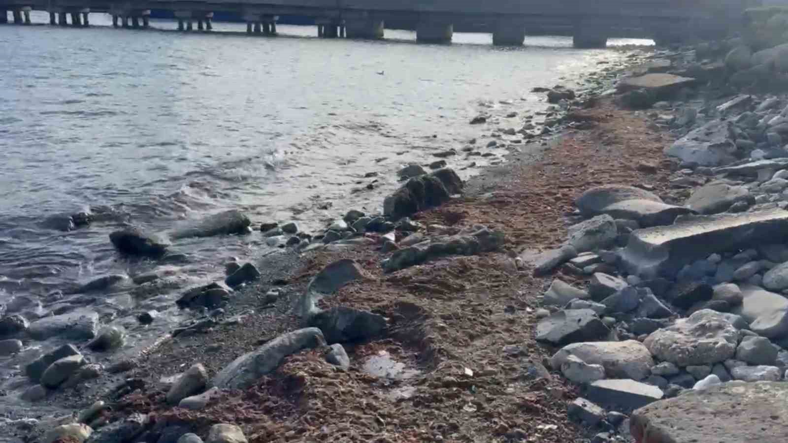 Tekirdağ’da lodosta sahili kırmızı yosunlar kapladı
