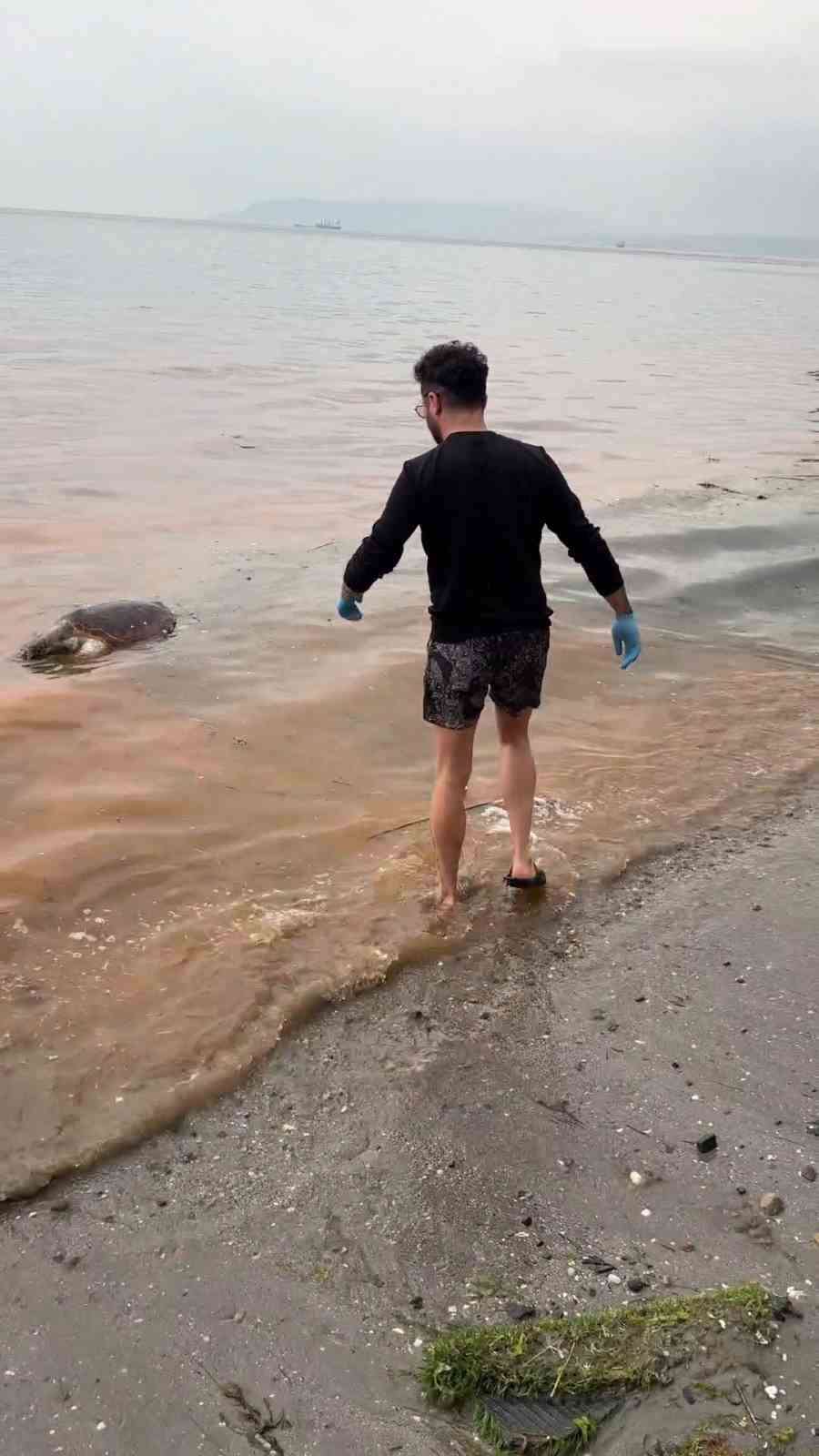 Tekirdağ’da ölü caretta caretta kıyıya vurdu
