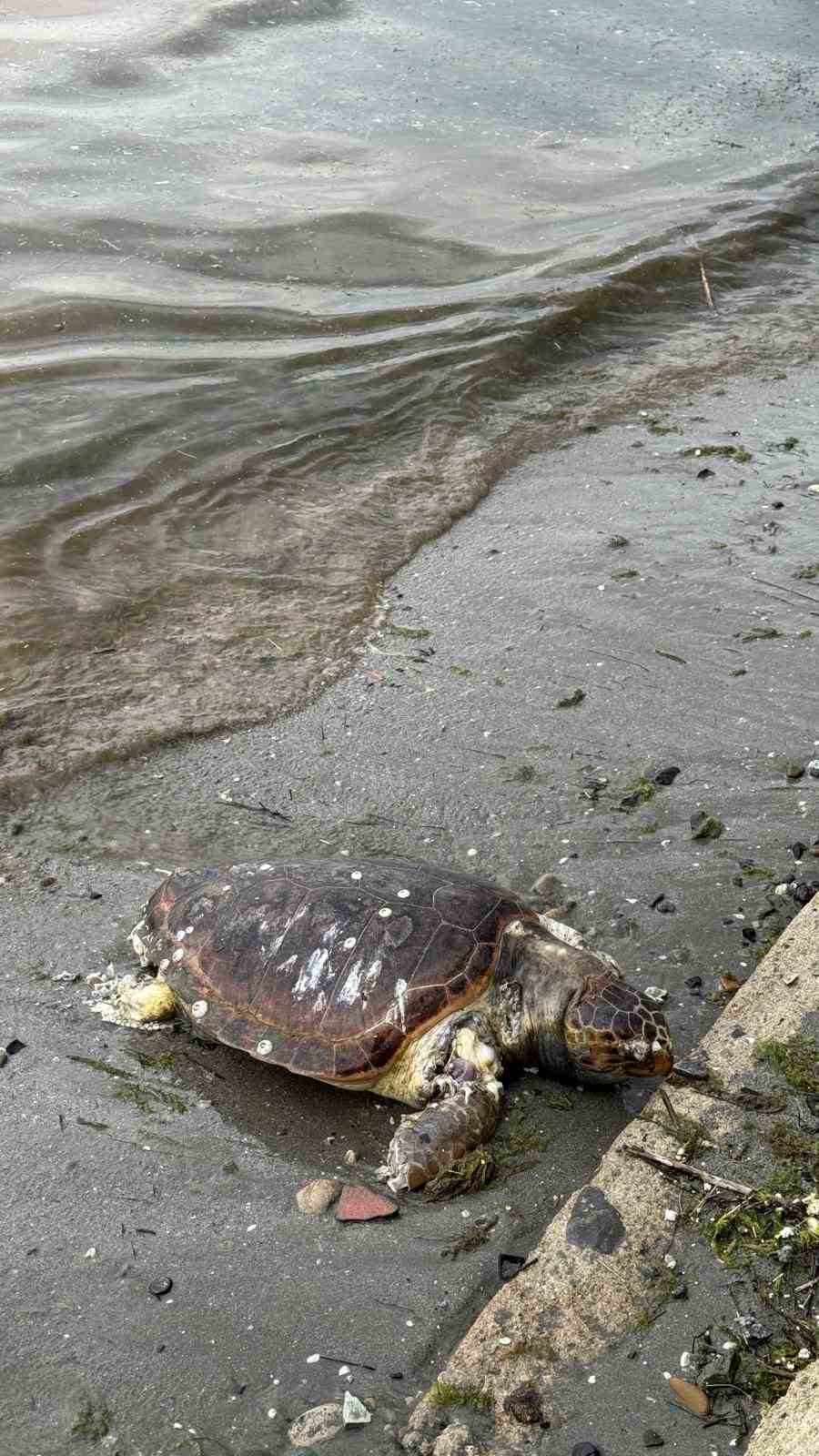 Tekirdağ’da ölü caretta caretta kıyıya vurdu
