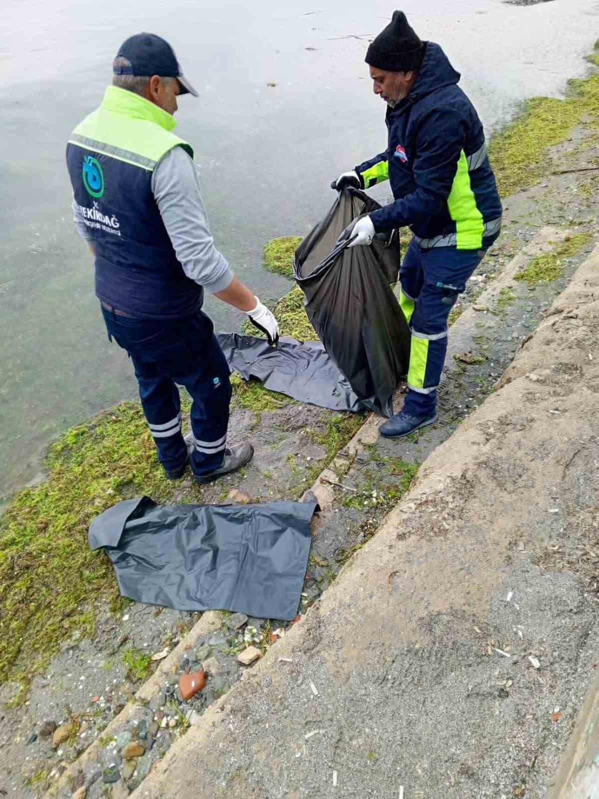 Tekirdağ’da ölü caretta caretta kıyıya vurdu
