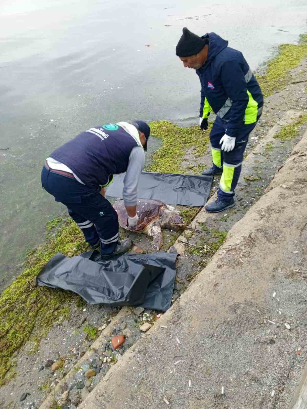 Tekirdağ’da ölü caretta caretta kıyıya vurdu
