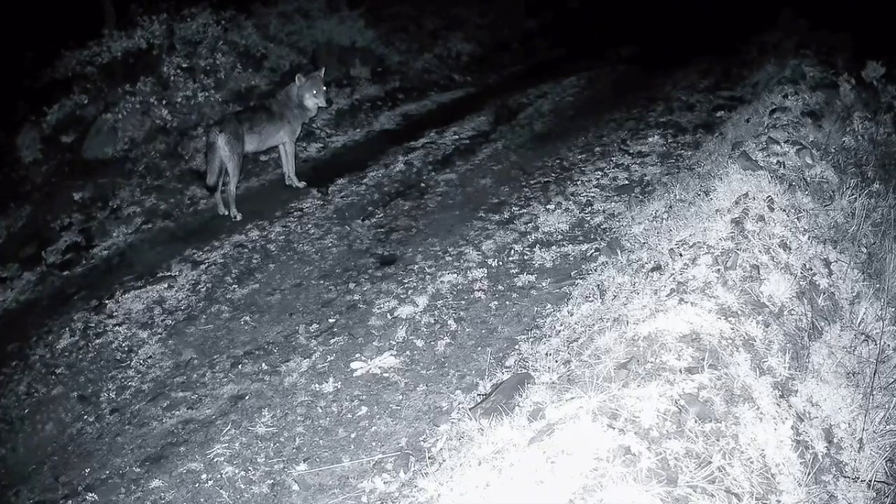 Tekirdağ’da ormanda kurt ve iki karaca görüntülendi
