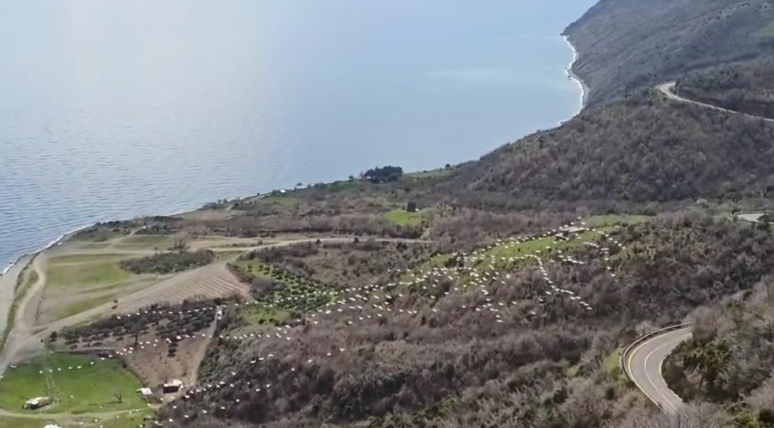 Tekirdağ’da pelikanların senkronize uçuşu görsel şölen sundu
