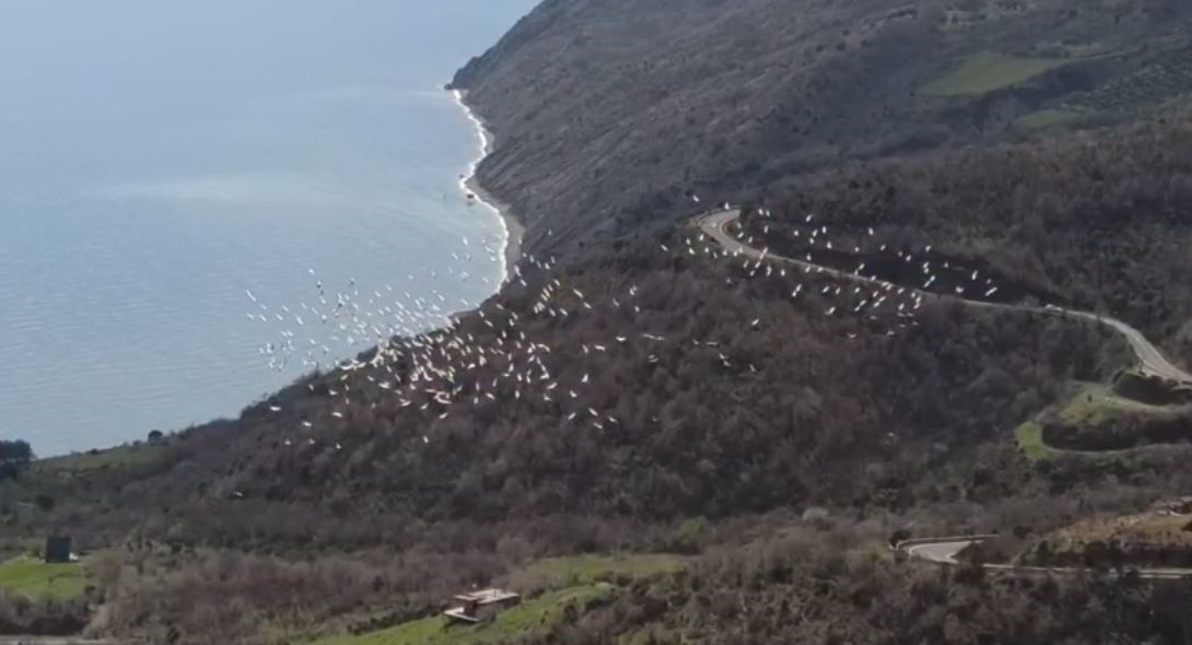 Tekirdağ’da pelikanların senkronize uçuşu görsel şölen sundu
