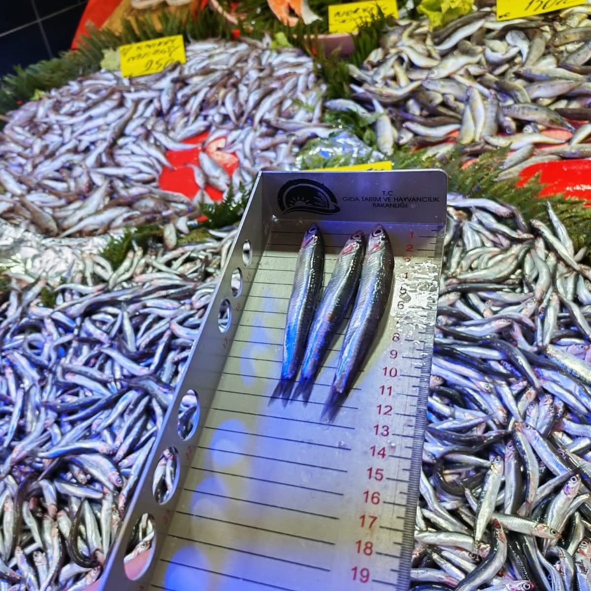 Tekirdağ’da su ürünleri denetimi
