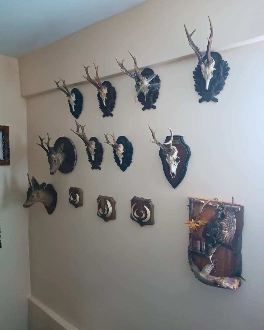 Tekirdağ’da yaban hayvanlarına ait 40 adet tahnit ve trofe ele geçirildi
