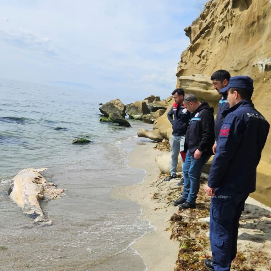 Tekirdağ’da yunus ölüsü bulundu
