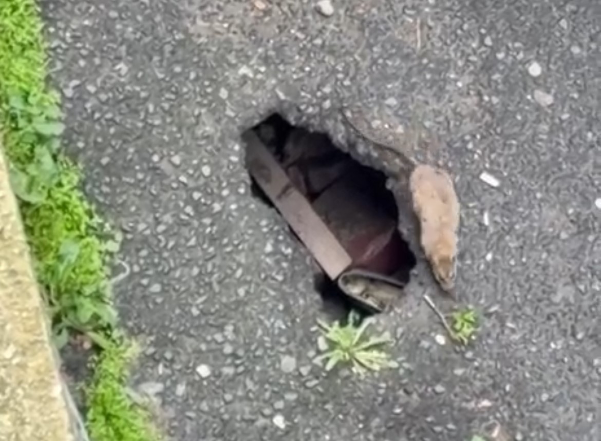 Tekirdağ’ın Çorlu ilçesinde sokakta fareler cirit atıyor
