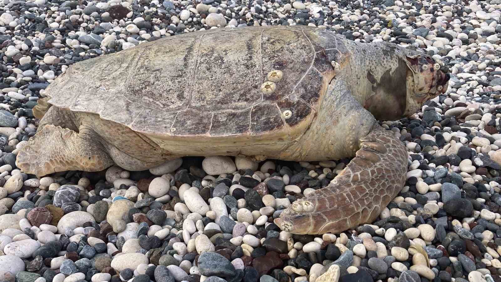 Telef olan caretta caretta halk plajına vurdu
